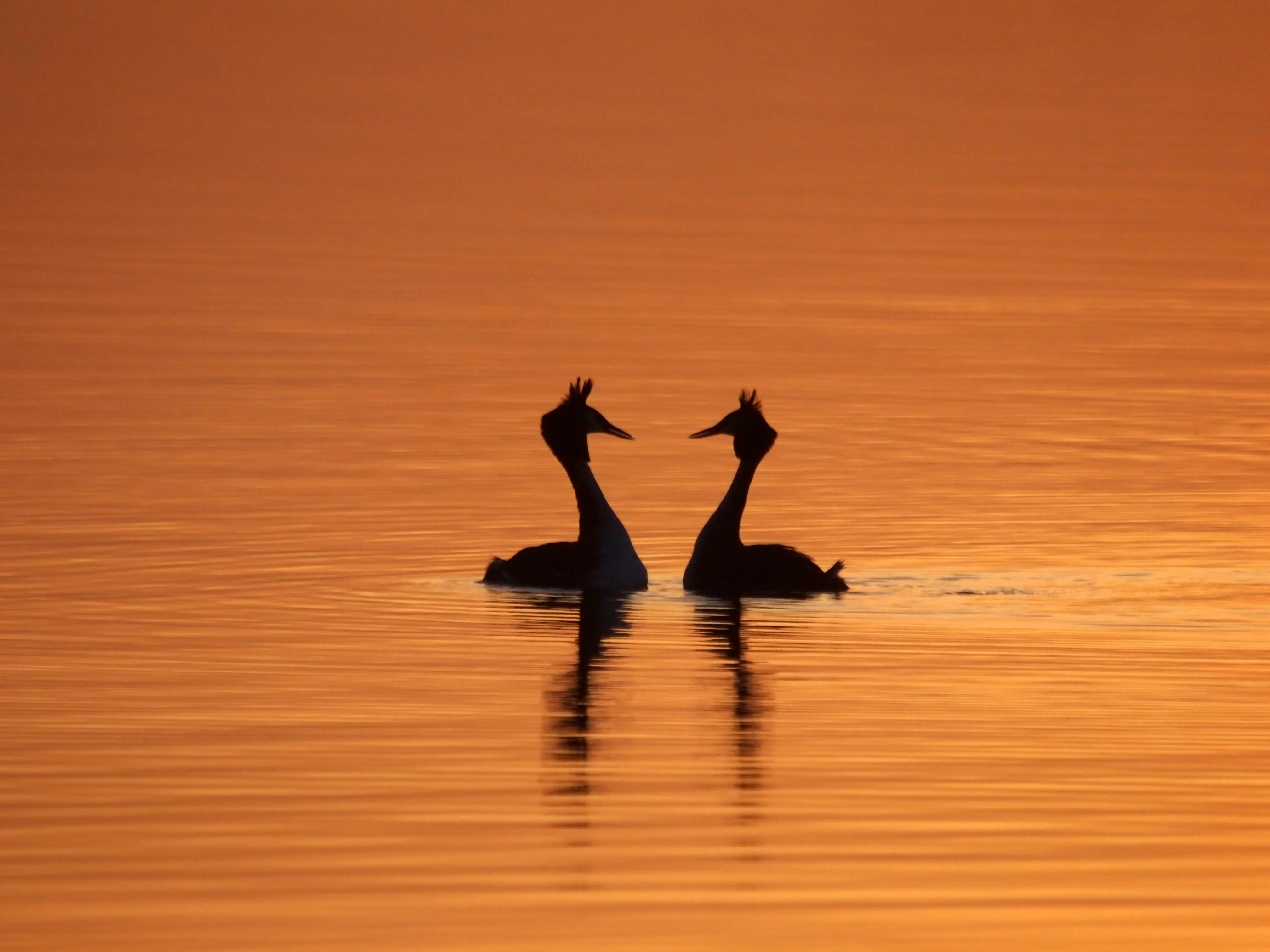 two Great Crested Crebes