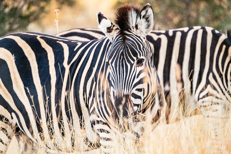 wildlife photography by sudhir misra