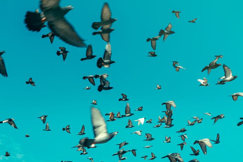 birds in flight photo from Sergey Tinyakov's portfolio