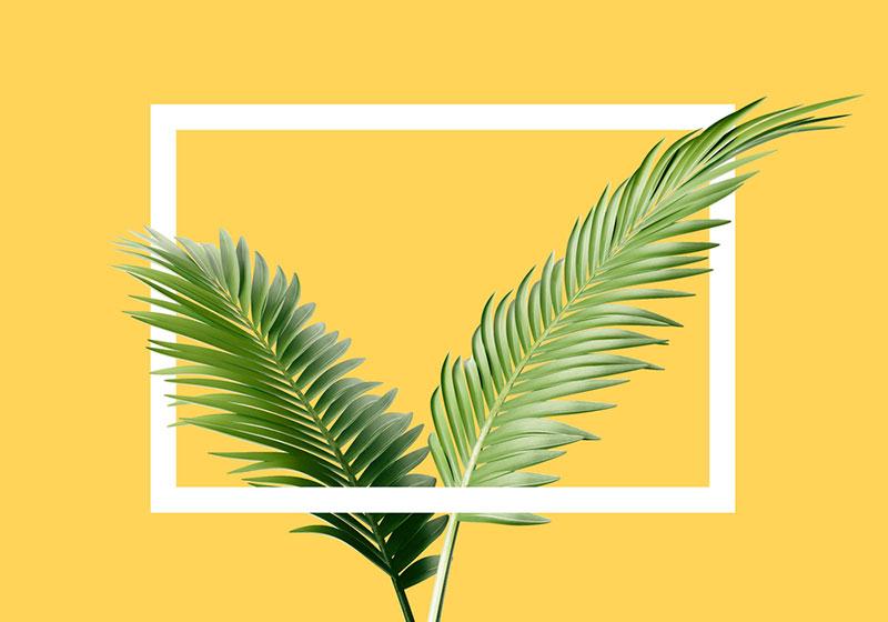 Egor Shkolnikov photography - versatile yellow background with plant