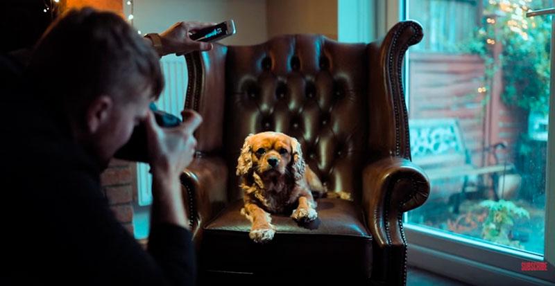 Phil-Andrew-Harris-10-Camera-Hacks-for-Dog-Photography-2