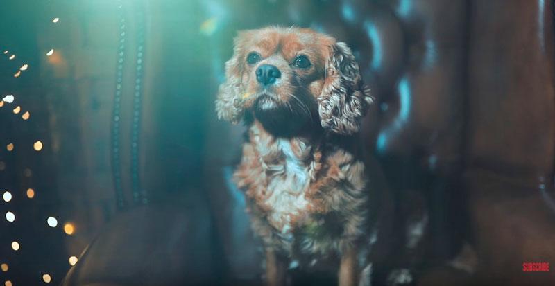 Phil-Andrew-Harris-10-Camera-Hacks-for-Dog-Photography-9