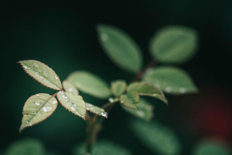 László Lőrik photography - close up of green leaves