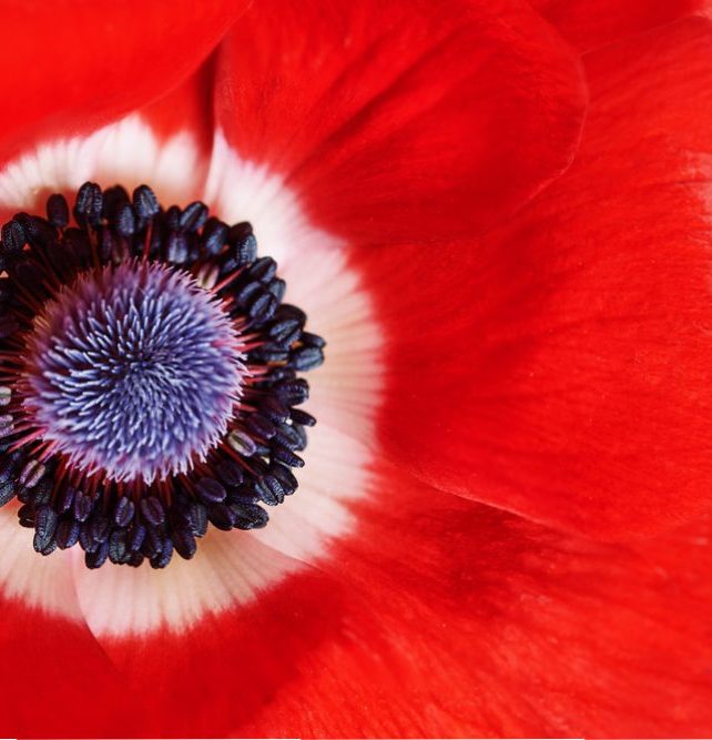 red flower background