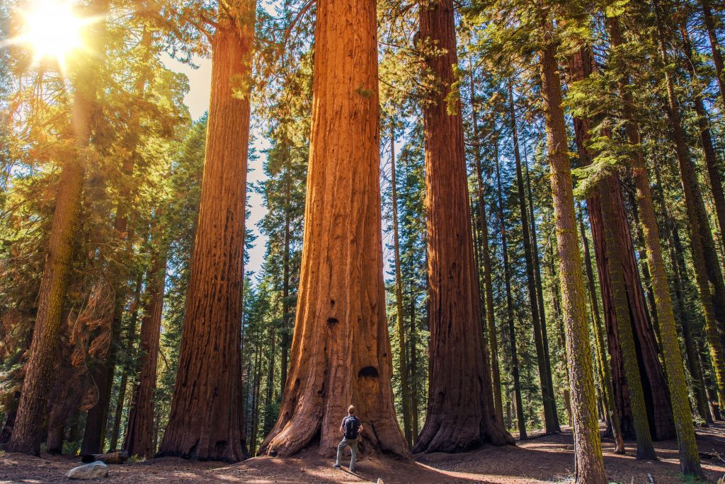 Sequoia stock photo