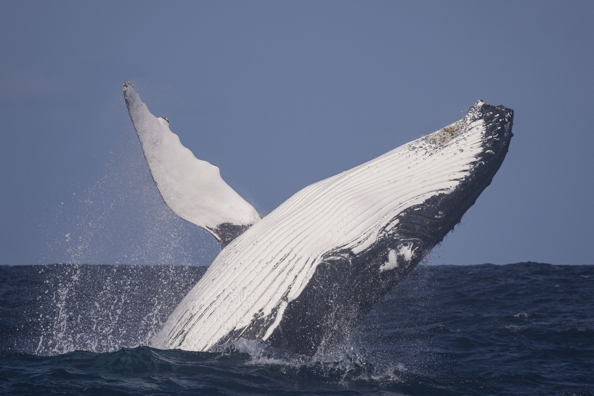 megalophobia test, huge whale in the ocean stock photo