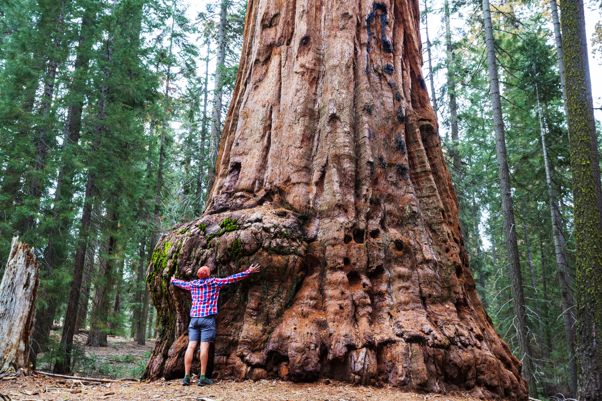 Sequoias forest in summer season, megalophobia picture