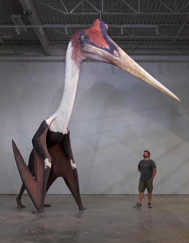 Quetzalcoatlus northropi model next to a 1.8m man. The largest known flying animal to ever exist