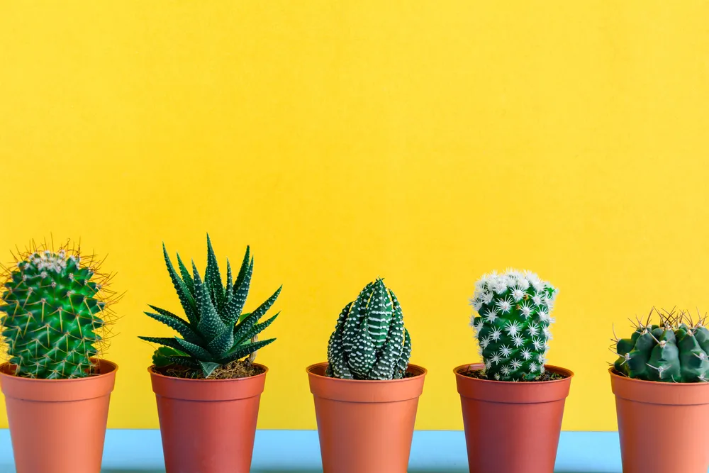 Cactus on the desk with yellow wal