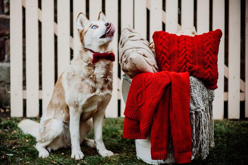 holiday photo shoot ideas