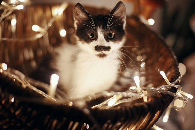 Cat in a basket with fairylights 