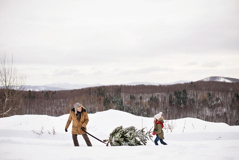 Grandfather and small girl getting a Christmas tree in forest.