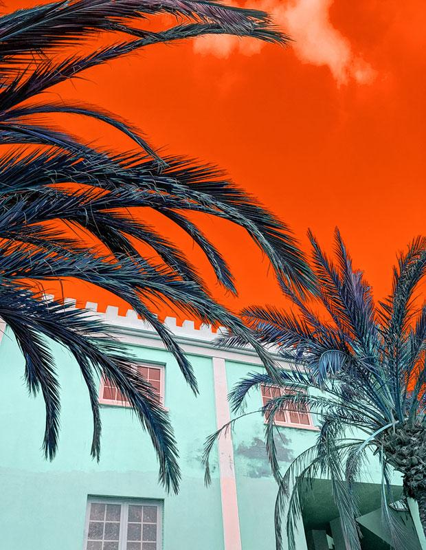 trendy images - high contrast shot of palm trees and sky