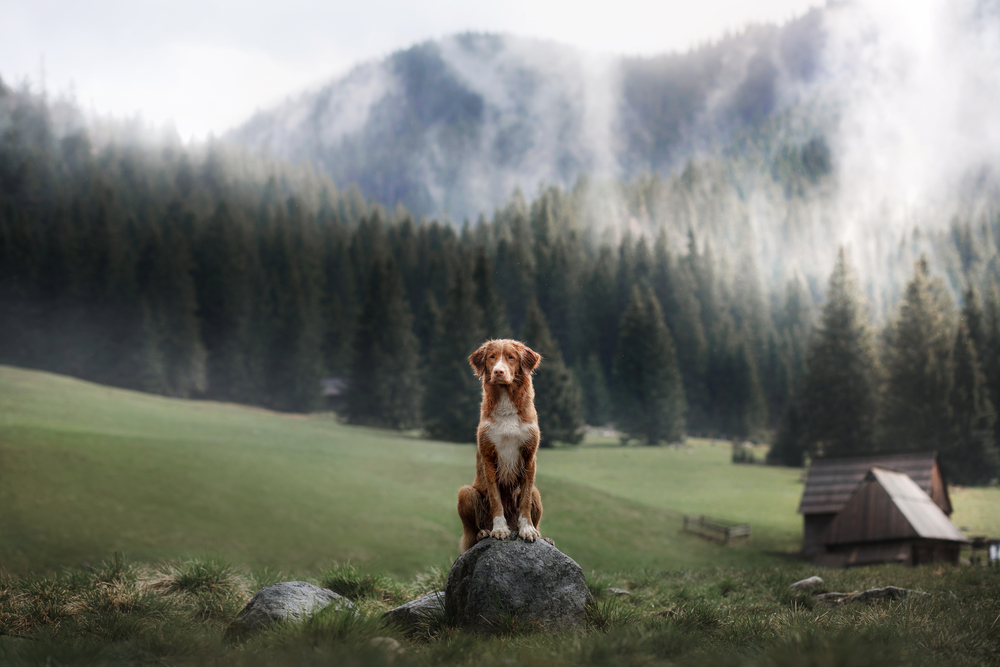 Nova Scotia duck tolling Retriever in the mountains. A dog on th