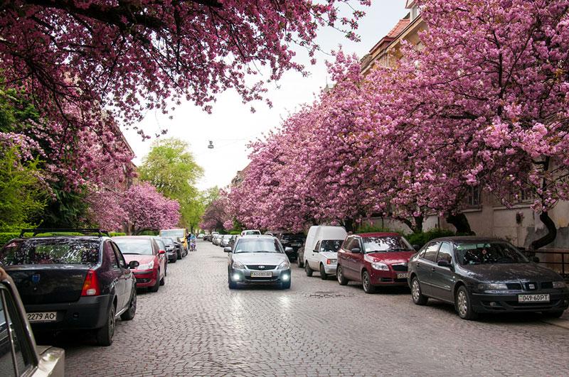 Blooming nature in Uzhhorod