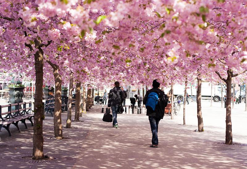 Photo collection: Cherry blossom