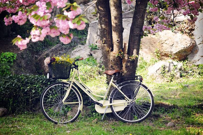 Hanami is a Japanese custom of a picnic party to enjoy the blossom