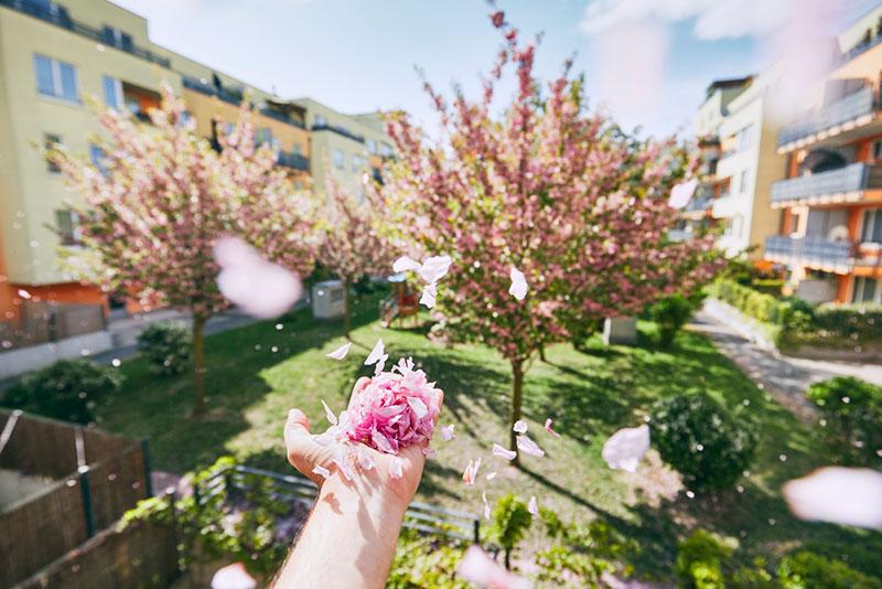 Photo collection: Cherry blossom