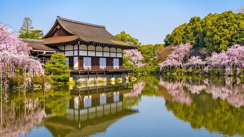 The cherry blossom is Japan’s unofficial national flower