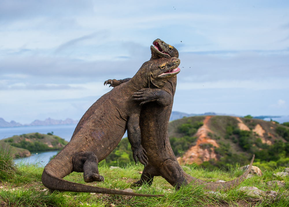 Wildlife Photographer Andrey Gudkov on Expeditions, Gear, and Danger