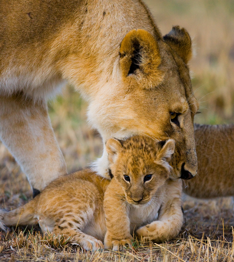 Wildlife Photographer Andrey Gudkov on Expeditions, Gear, and Danger