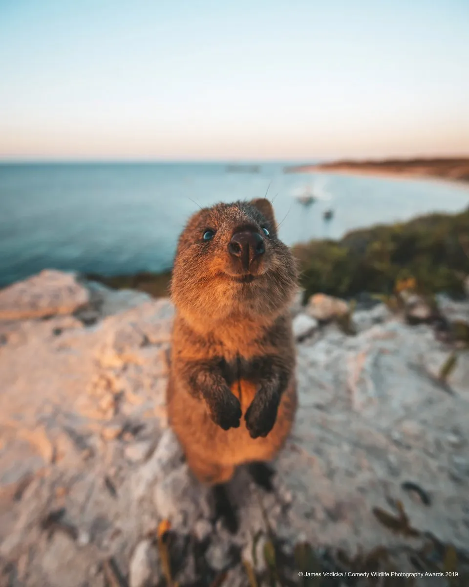 Estas fotos hilárias de animais farão o seu dia