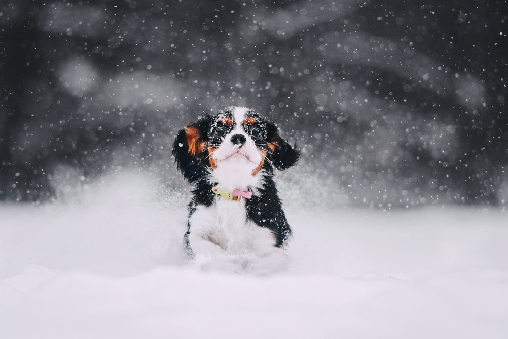  spaniel running in the snow