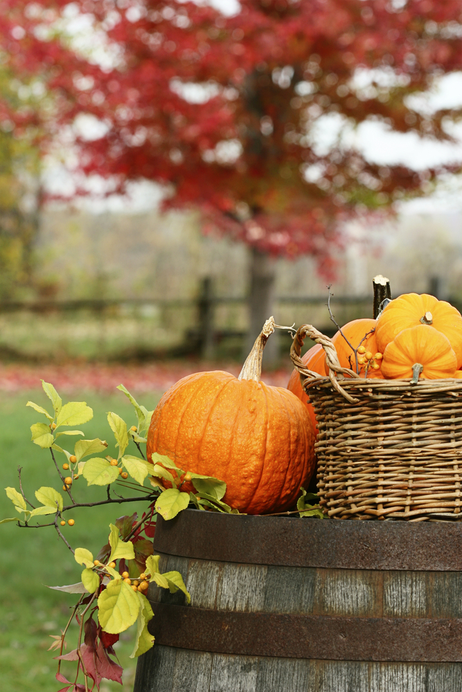 autumn harvest