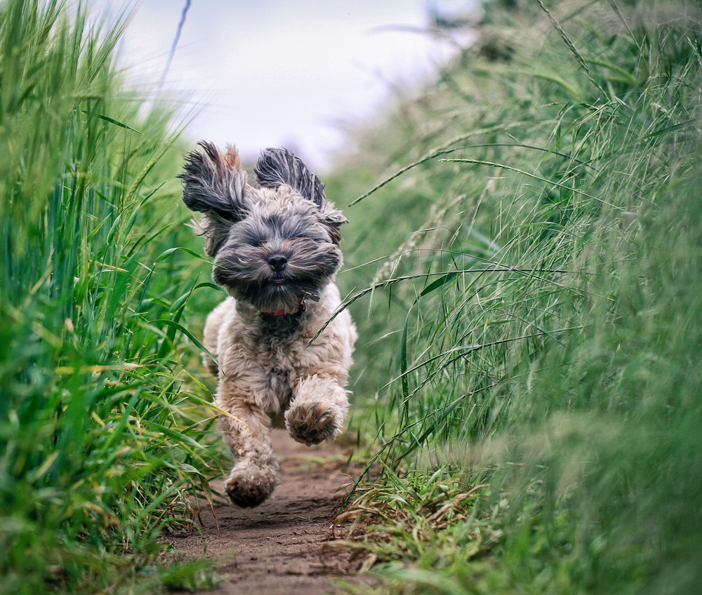 dog running in the field