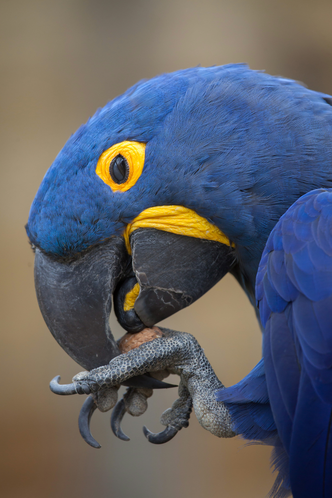 Hyacinth macaw 