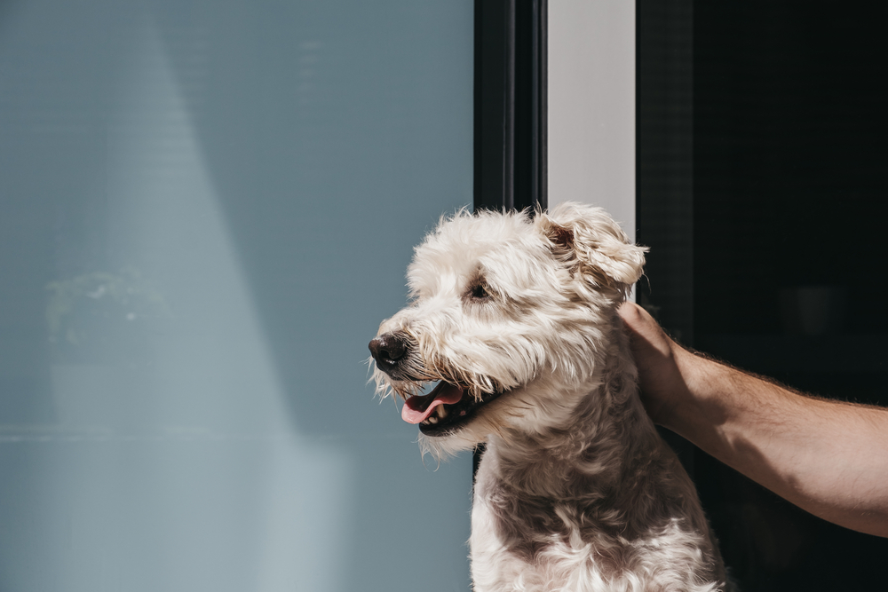 Happy dog enjoying sunshine