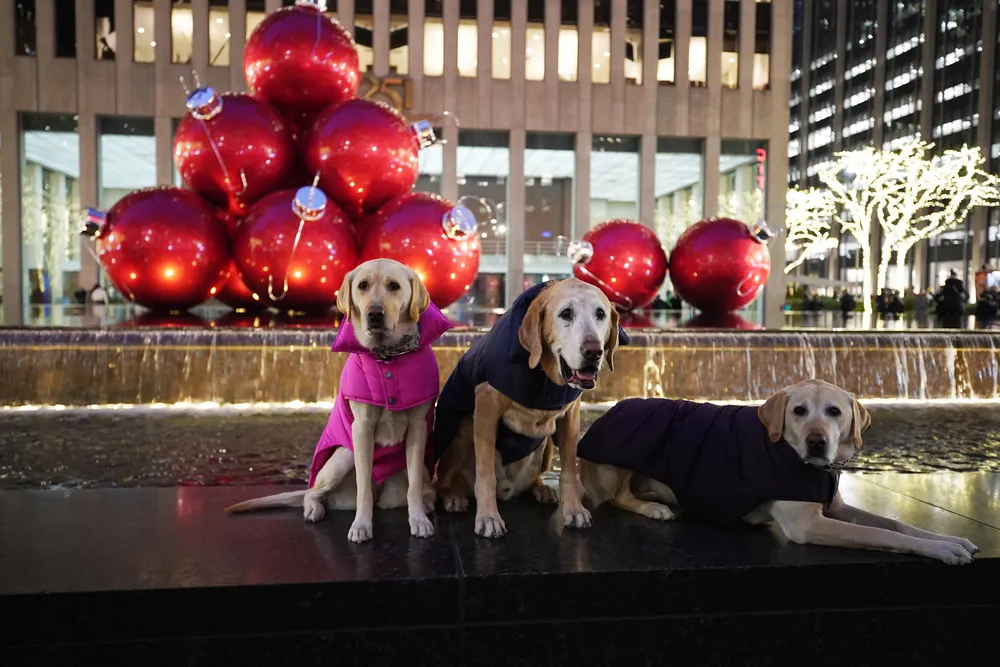 dogs and Christmas decorations