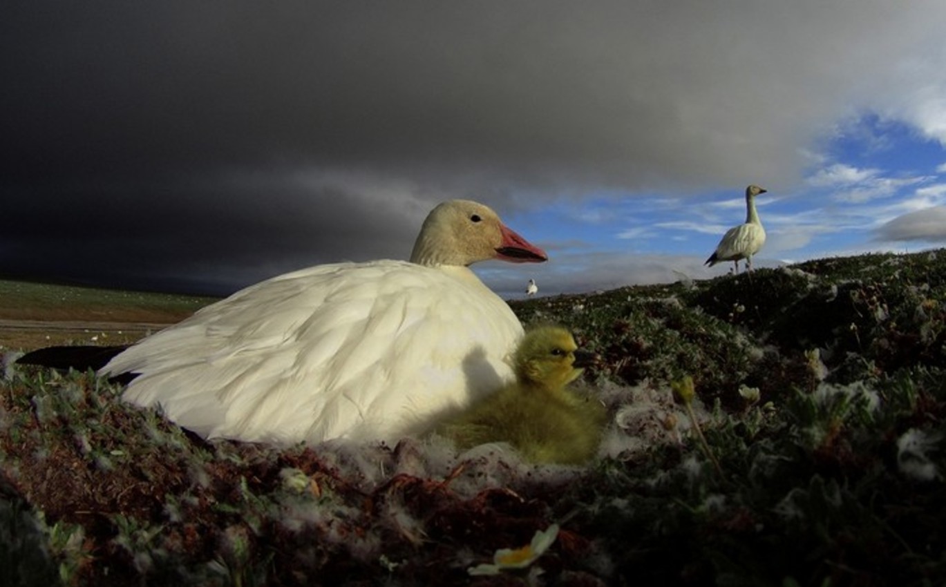 Baranyuk Vasily / Golden Turtle Photo Contest