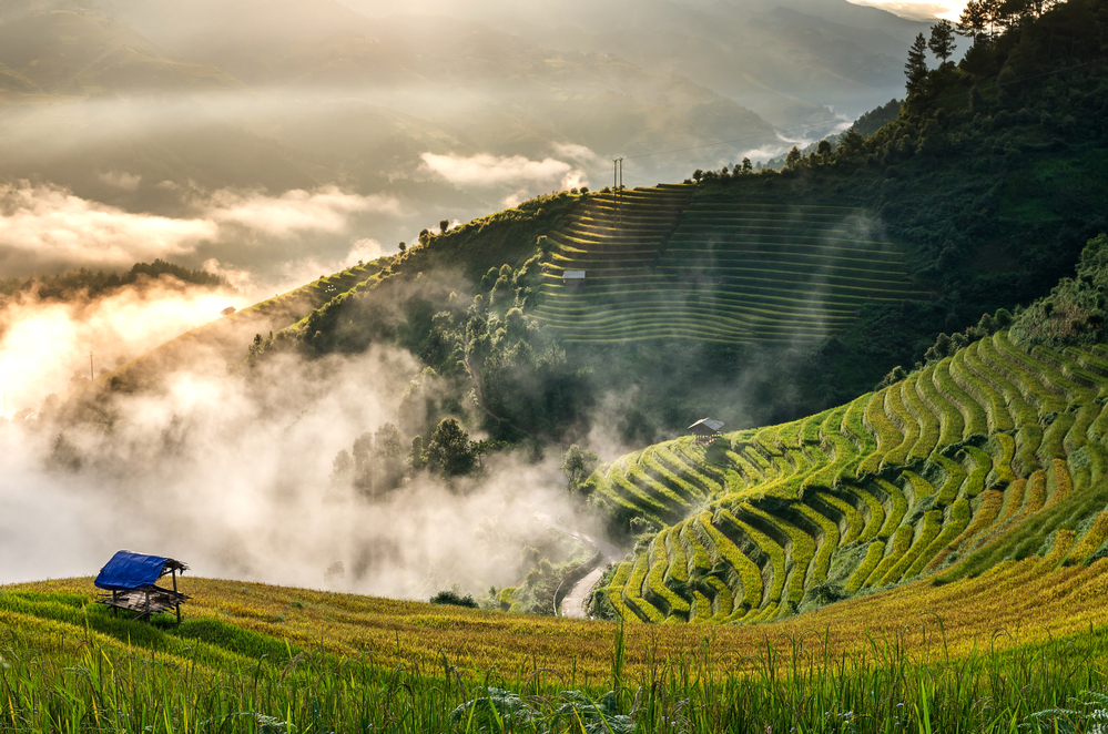 Rice fields on terrace