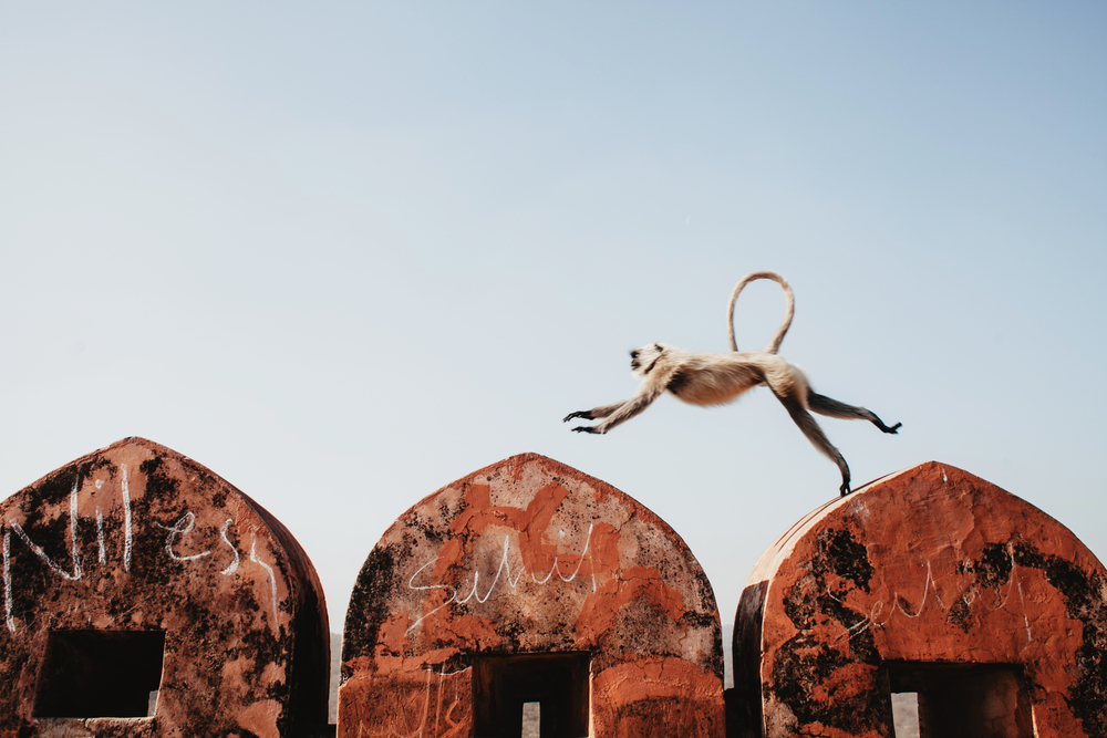 monkey jumping on the fence