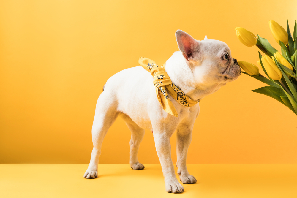 french bulldog on yellow background