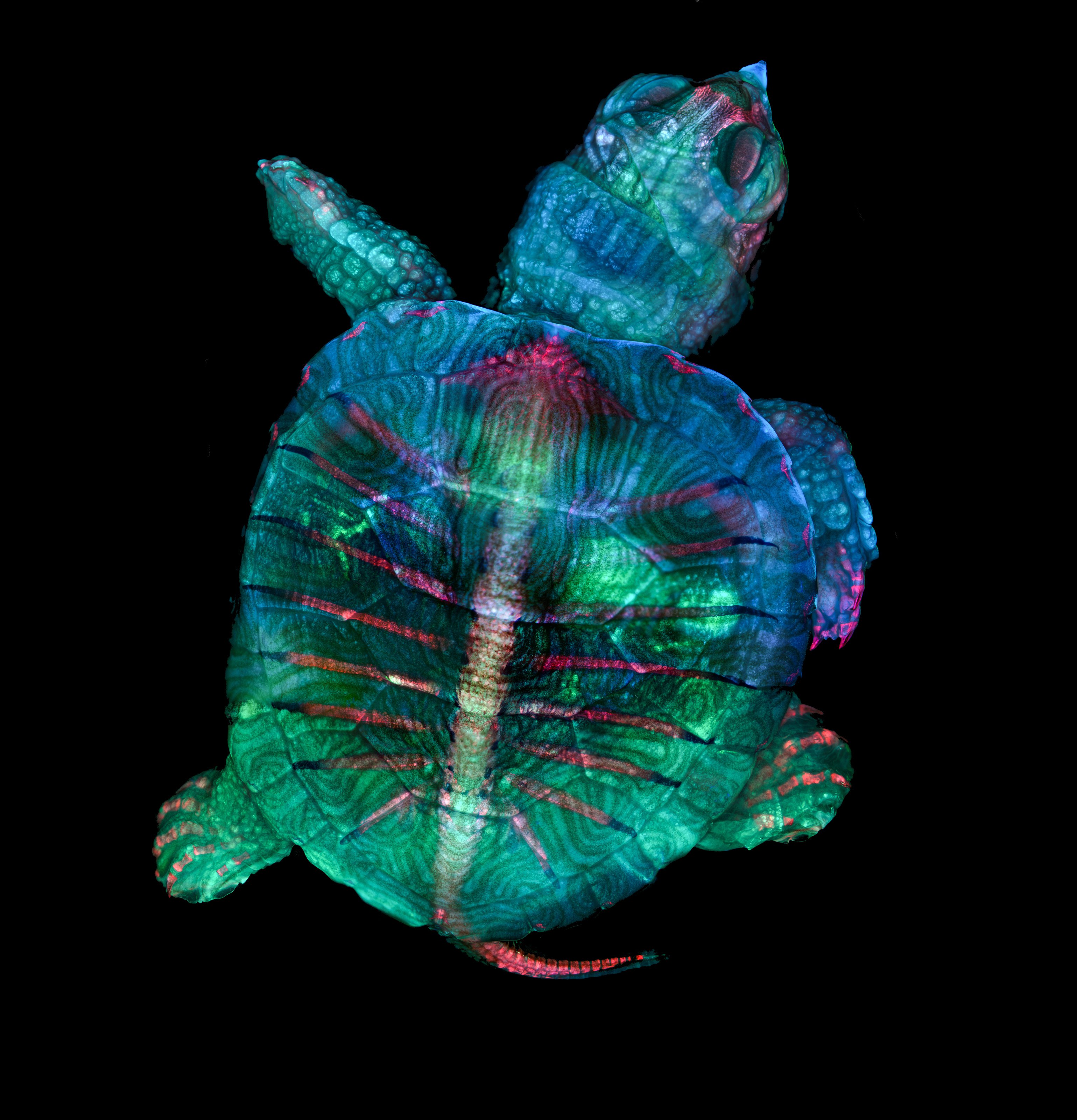 turtle under microscope