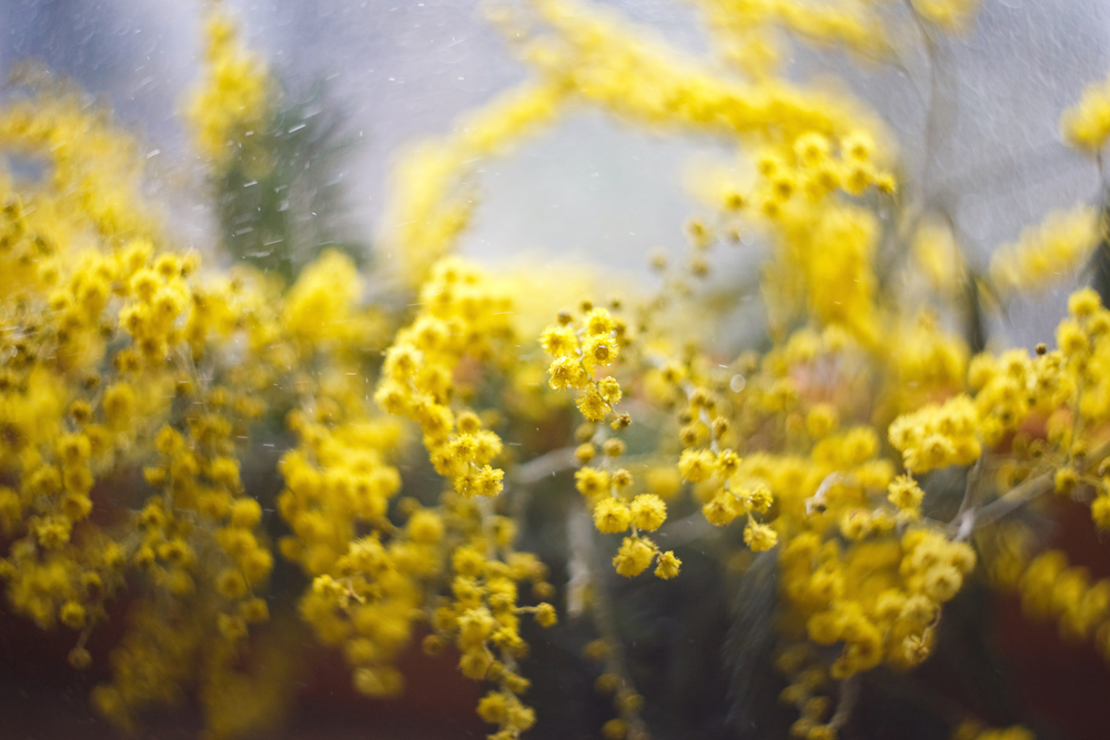 spring mimosa flowers