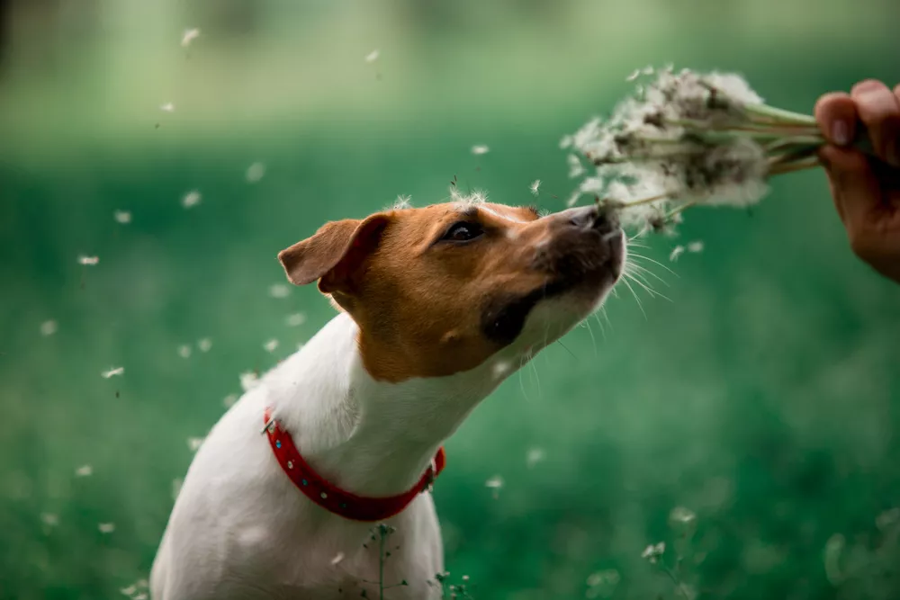 10 truques de câmera para fotografia de cachorro por Andrew Harris