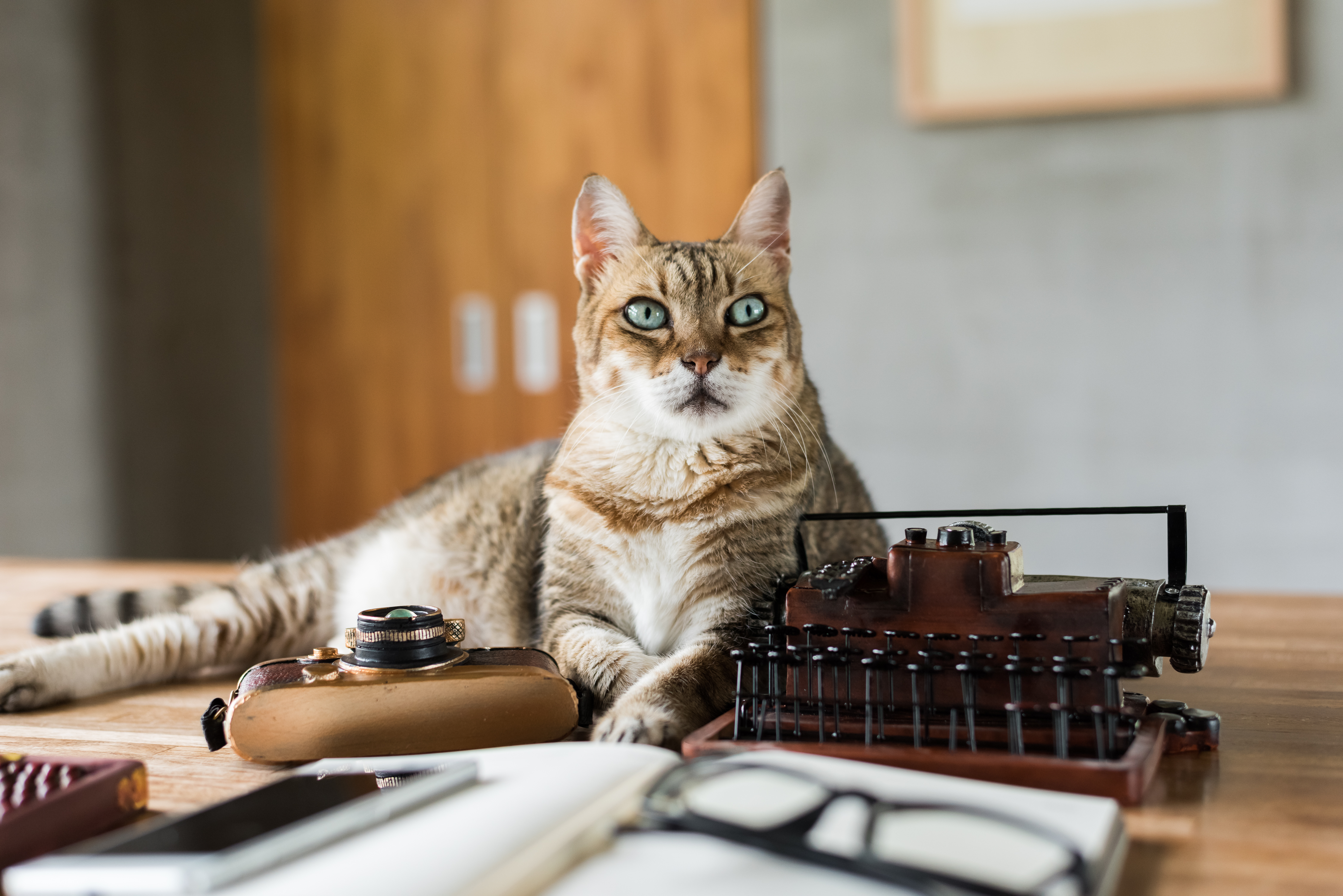 image of cat on table