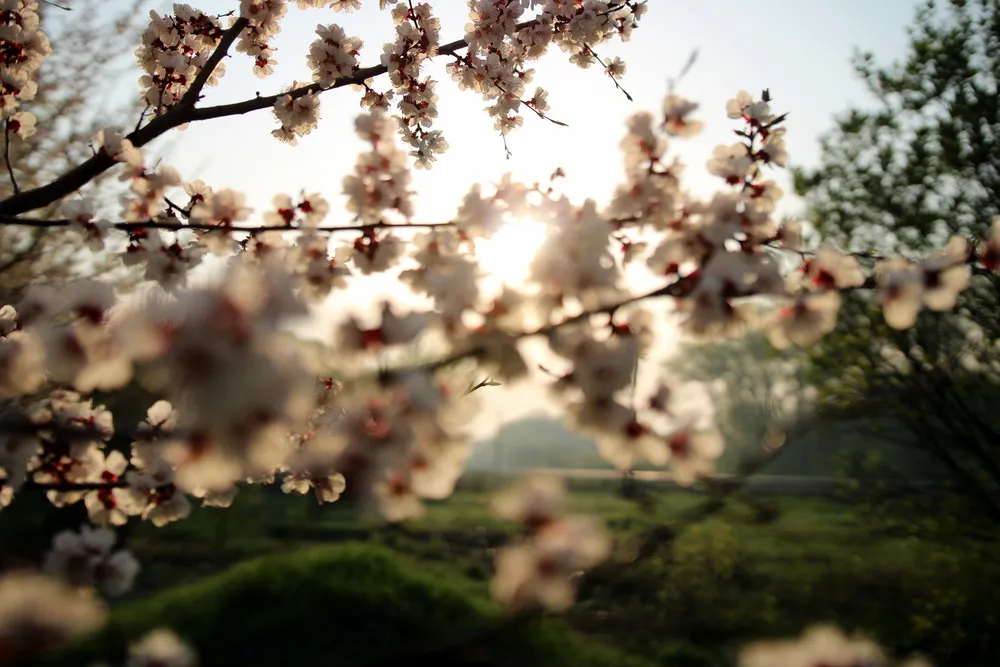 white flower blossom