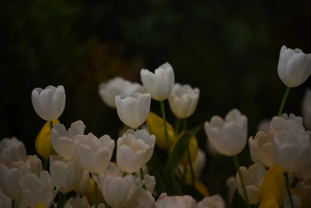 tulips close up