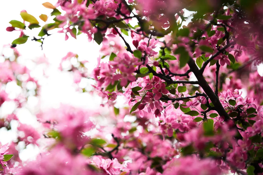 cherry blossom close up