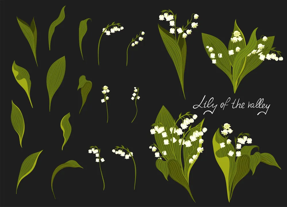 Set of lilies of the valley. Vector image.