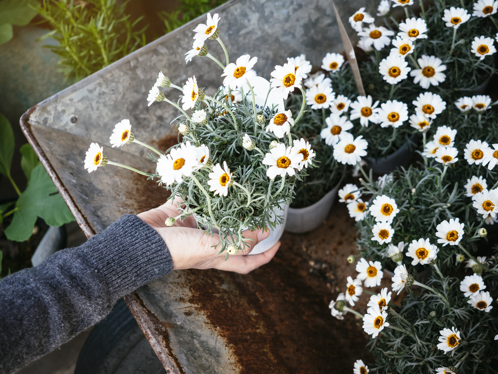 stock image of white flowers