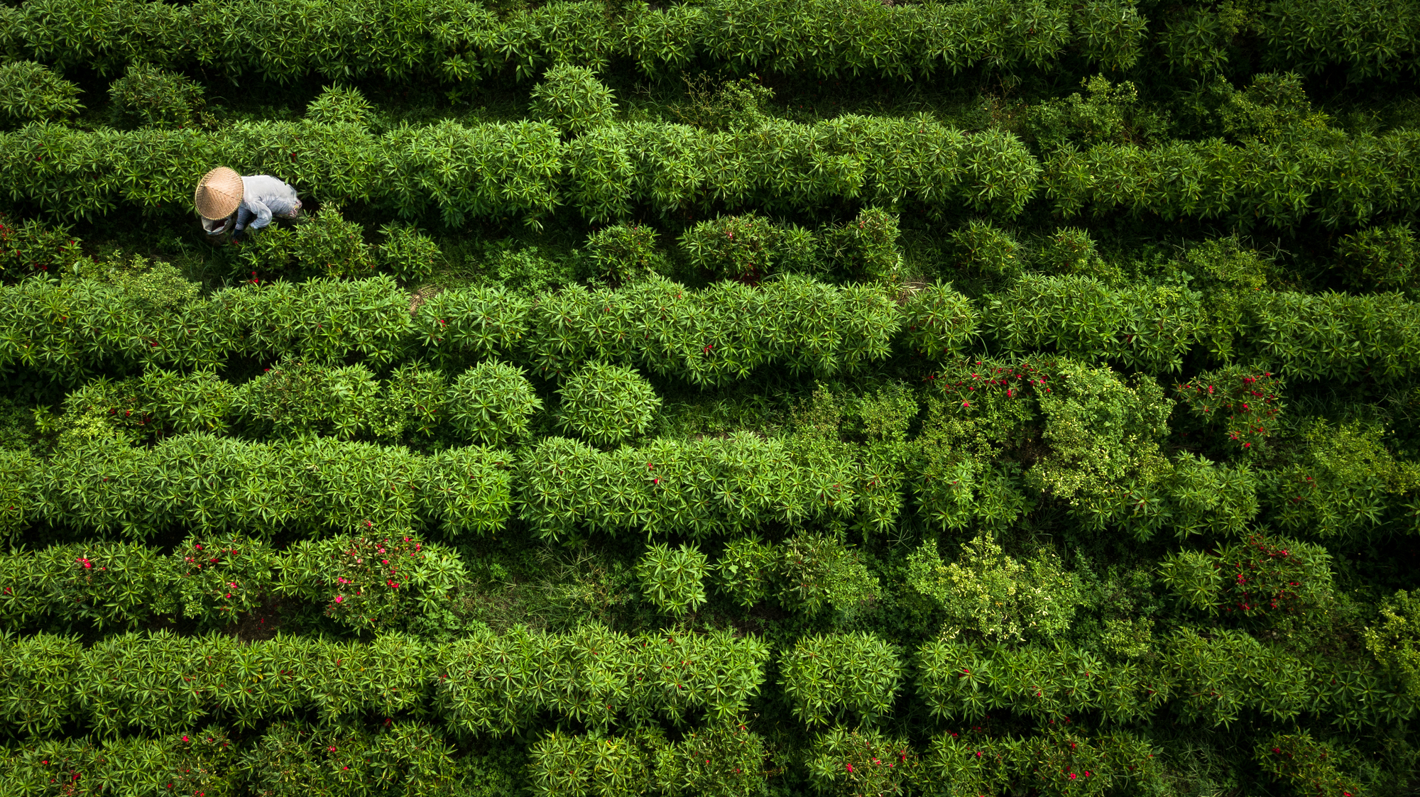 aerial stock image of rice fields