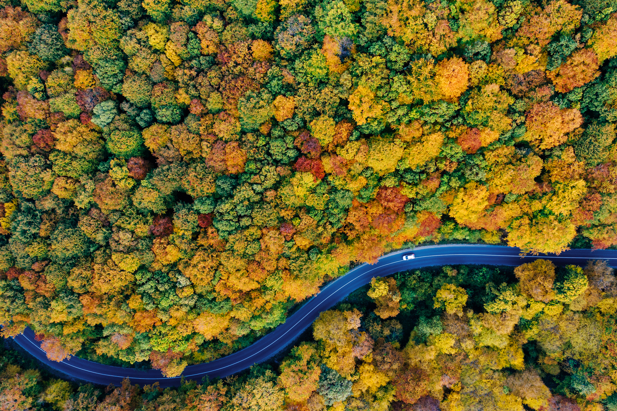 Drone view of a forest and a serpentine road autumn