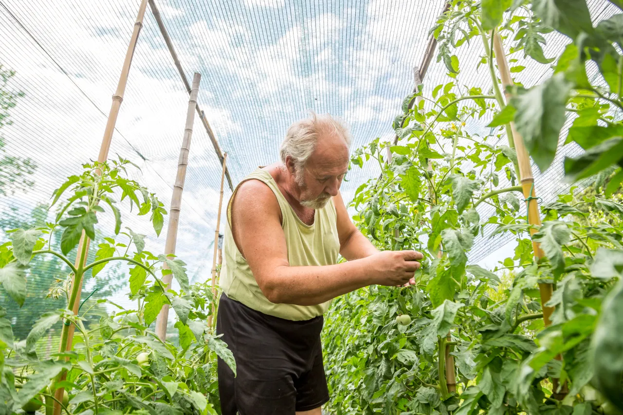 Real farmer in his own home garden stock photo