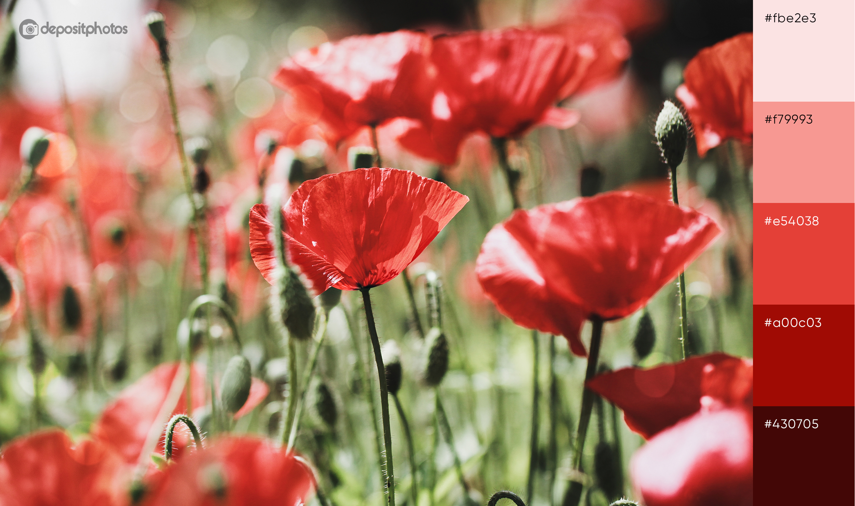 stock photo of red poppies