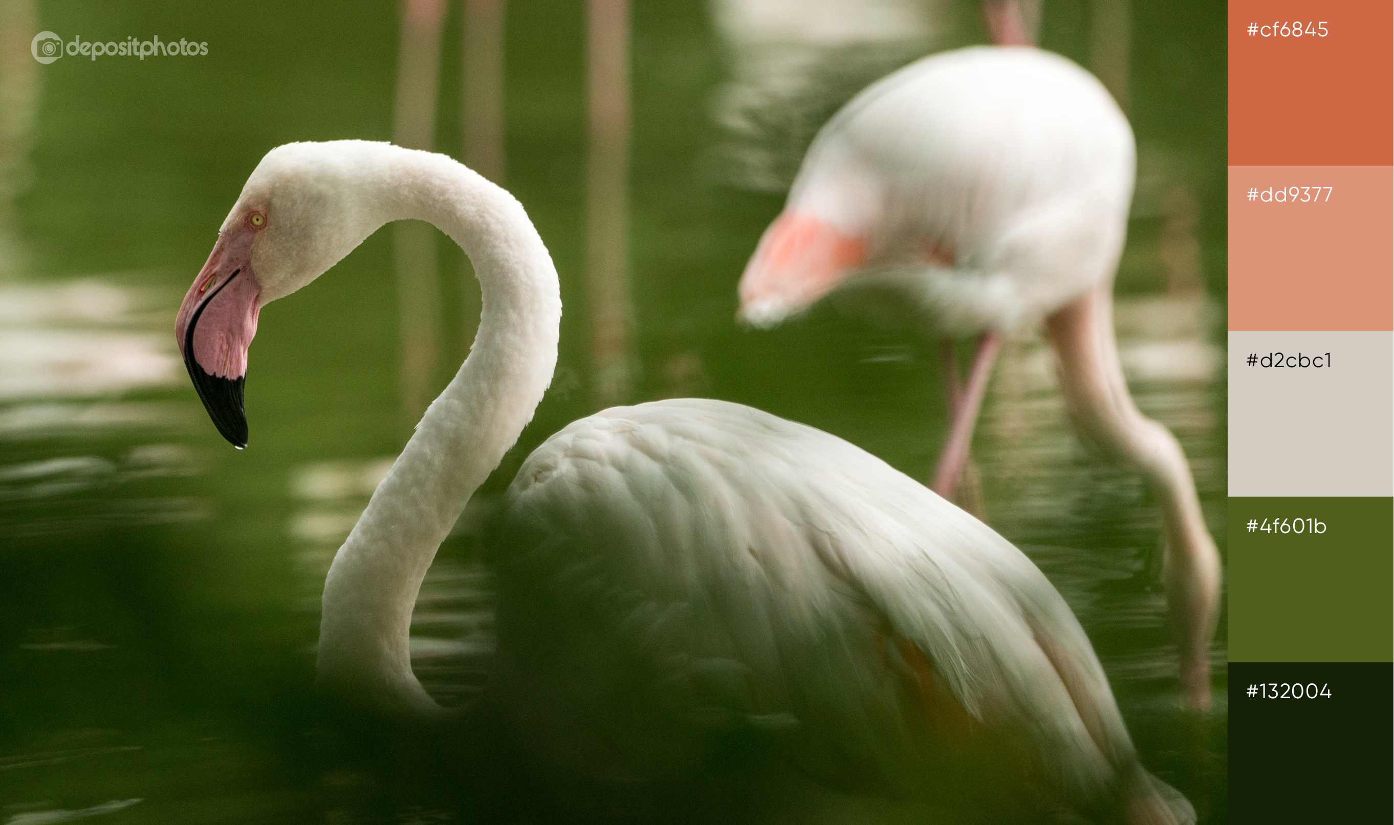 stock photo of white flamingos